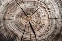 Wood texture plant tree deforestation. AI generated Image by rawpixel.