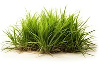 Vetiver grass plant white background tranquility. AI generated Image by rawpixel.