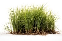 Vetiver grass outdoors nature plant. AI generated Image by rawpixel.