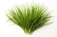 Vetiver grass plant white background wheatgrass. AI generated Image by rawpixel.