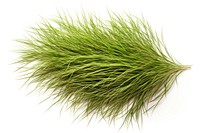 Vetiver grass plant white background erinaceidae. AI generated Image by rawpixel.
