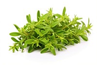 Thyme herbs plant leaf. AI generated Image by rawpixel.