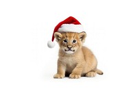 Animal mammal kitten lion. AI generated Image by rawpixel.