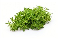 Thyme herb herbs plant leaf. AI generated Image by rawpixel.