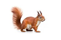 Animal squirrel mammal rodent. AI generated Image by rawpixel.