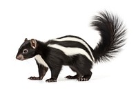 Skunk wildlife animal mammal. AI generated Image by rawpixel.