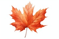 Dry maple leaf plant tree white background. AI generated Image by rawpixel.