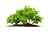 Nature plant green herbs. AI generated Image by rawpixel.