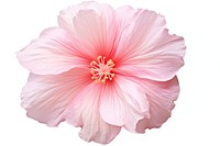 Nature flower hibiscus blossom petal. AI generated Image by rawpixel.