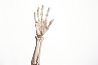 Skeleton hand white background fracture anatomy. AI generated Image by rawpixel.