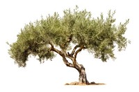Olive tree plant white background outdoors. AI generated Image by rawpixel.