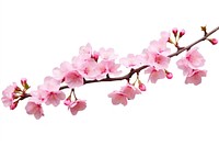 Sakura branch blossom flower plant. AI generated Image by rawpixel.