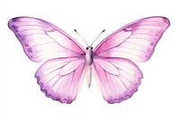 Small butterfly animal insect white background. 