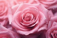 Cabbage rose flower backgrounds petal plant. AI generated Image by rawpixel.