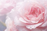 Cabbage rose flower backgrounds blossom petal. AI generated Image by rawpixel.