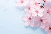 Cherry blossom flower outdoors petal plant. AI generated Image by rawpixel.