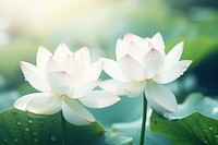 Lotus flower blossom plant petal. AI generated Image by rawpixel.