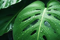 Monstera leaf backgrounds flower plant. AI generated Image by rawpixel.