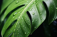 Monstera leaf backgrounds plant green. AI generated Image by rawpixel.