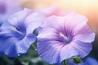 Morning glory flower outdoors blossom purple. AI generated Image by rawpixel.