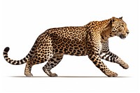 Leopard wildlife animal mammal. AI generated Image by rawpixel.