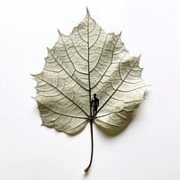 Leaf plant maple tree. AI generated Image by rawpixel.