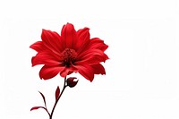 Red flower dahlia petal plant. AI generated Image by rawpixel.