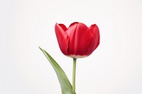 Red tulip flower plant white. AI generated Image by rawpixel.
