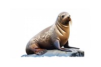 Sea lion animal mammal seal. AI generated Image by rawpixel.