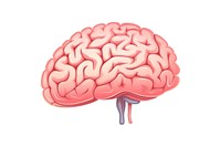 Brain drawing white background outdoors. AI generated Image by rawpixel.
