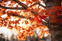Maple tree backgrounds autumn plant. AI generated Image by rawpixel.