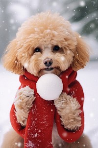 Dog holding snow ball. AI generated Image by rawpixel.