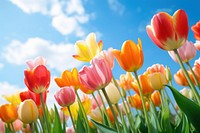 Flower nature tulip landscape. AI generated Image by rawpixel.