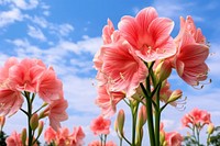Flower nature sky amaryllis. AI generated Image by rawpixel.