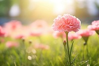 Carnation outdoors blossom flower. AI generated Image by rawpixel.