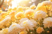 Sunlight flower backgrounds chrysanths. AI generated Image by rawpixel.