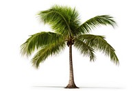 Coconut tree plant white background tranquility. AI generated Image by rawpixel.