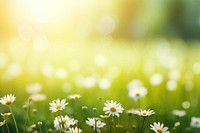 Daisy field green backgrounds. AI generated Image by rawpixel.