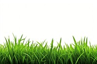 Green grass border backgrounds plant lawn. AI generated Image by rawpixel.