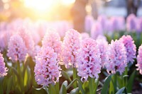 Hyacinth garden sunlight outdoors blossom. AI generated Image by rawpixel.