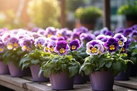 Flower pansy outdoors nature. 