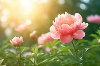 Outdoors blossom nature flower. AI generated Image by rawpixel.