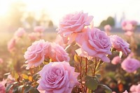 Flower rose outdoors blossom. AI generated Image by rawpixel.