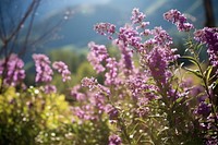 Landscape flower lavender outdoors. AI generated Image by rawpixel.
