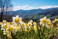 Landscape daffodil flower mountain. AI generated Image by rawpixel.