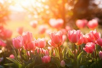 Spring tulips background nature backgrounds landscape. AI generated Image by rawpixel.