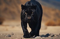 A black leopard walking wildlife animal mammal. AI generated Image by rawpixel.