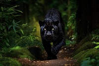 A calm black leopard walking wildlife outdoors animal. AI generated Image by rawpixel.