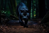 A calm black leopard walking wildlife animal mammal. AI generated Image by rawpixel.