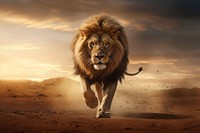 A calm lion walking wildlife outdoors mammal. AI generated Image by rawpixel.